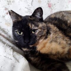 サビ♀1歳　里親募集 - 上水内郡