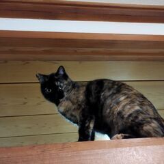 サビ♀1歳　里親募集 - 猫