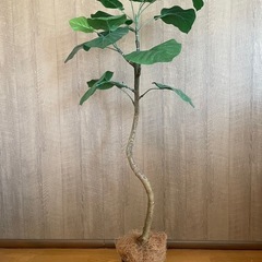 ※商談成立 フィカス ウンベラータ フェイクグリーン  人工 観葉植物の画像
