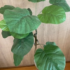 ※商談成立 フィカス ウンベラータ フェイクグリーン  人工 観葉植物の画像