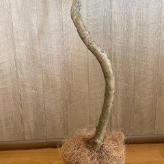 ※商談成立 フィカス ウンベラータ フェイクグリーン  人工 観葉植物の画像