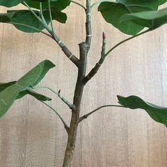 ※商談成立 フィカス ウンベラータ フェイクグリーン  人工 観葉植物の画像