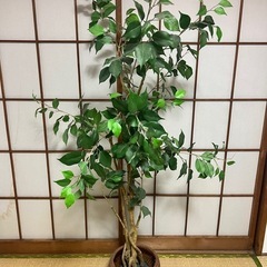 フェイクグリーン