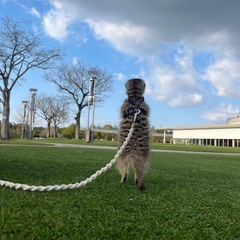 ミーアキャット譲ります。 - 鹿児島市