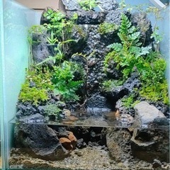 【受け渡し予定者決定】水槽　の画像