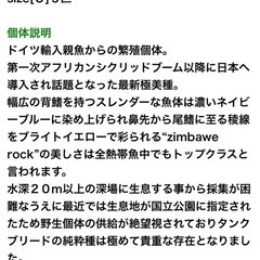 アフリカンシクリッド　♂1♀2の繁殖セットの画像