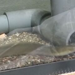 【観賞魚　川魚　淡水魚】ウナギ　