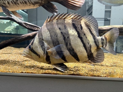 ダトニオプラスワン