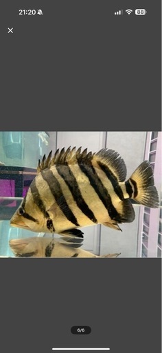 ダトニオプラスワン