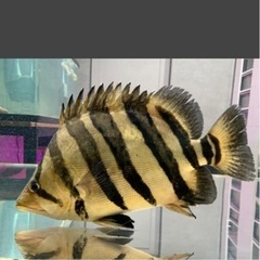 ダトニオプラスワンの画像