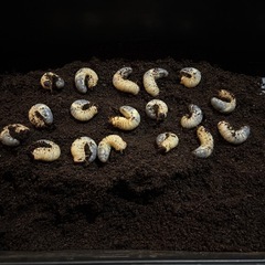 カブトムシの幼虫