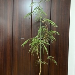 ①エバーフレッシュ大型　/165cm/観葉植物
