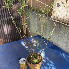 竹葉セッコク