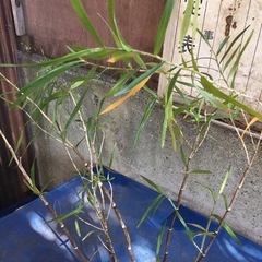 竹葉セッコクの画像