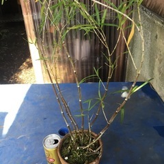 竹葉セッコクの画像