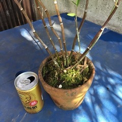 竹葉セッコクの画像