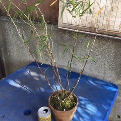 竹葉セッコクの画像