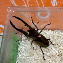 メタリフェルクワガタ
