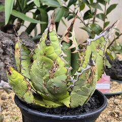 アガベ  子〜大株まで 塊根植物も 様々あるので販売