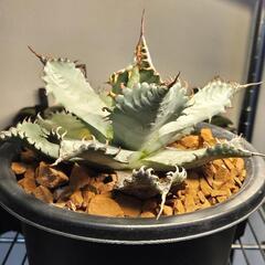 アガベ  子〜大株まで 塊根植物も 様々あるので販売の画像