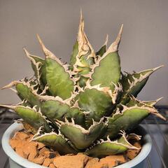 アガベ  子〜大株まで 塊根植物も 様々あるので販売の画像