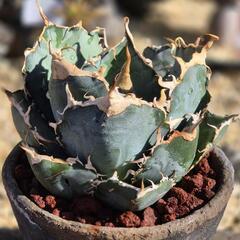 アガベ  子〜大株まで 塊根植物も 様々あるので販売の画像