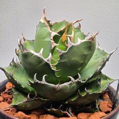 アガベ  子〜大株まで 塊根植物も 様々あるので販売の画像