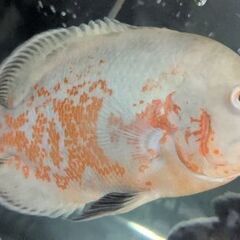 アルビノオスカー＆レッドタイガーオスカー の画像