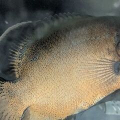 アルビノオスカー＆レッドタイガーオスカー の画像