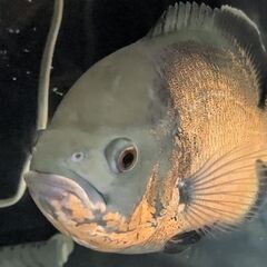 アルビノオスカー＆レッドタイガーオスカー の画像