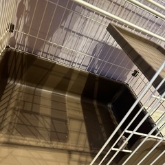 猫　ゲージの画像