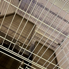 猫　ゲージの画像