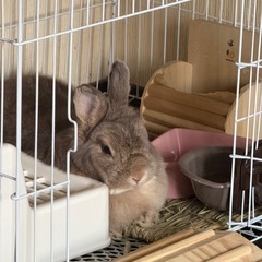 ミニウサギさん🐰