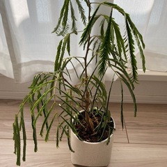 元気のなくなったエバーフレッシュ