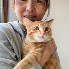もふもふ遊ぶの大好き癒しの茶トラ − 奈良県