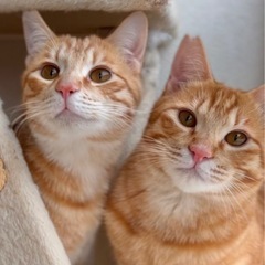 もふもふ遊ぶの大好き癒しの茶トラ - 猫