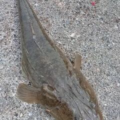 チニング