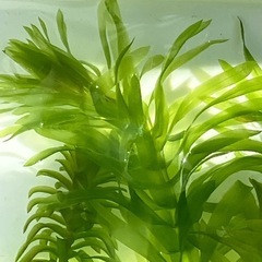 マツモ10本とアナカリス10本計20本 水草 浮草  ビオトープ メダカの産卵床などにの画像