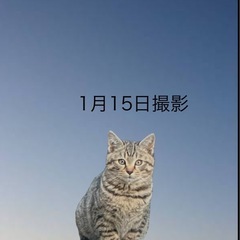 子猫　