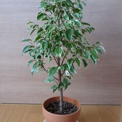 《お取引中》ベンジャミン　観葉植物　斑入り　③