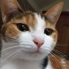 三毛猫8ヶ月美猫です