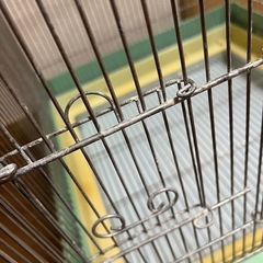 大型インコの鳥かごの画像