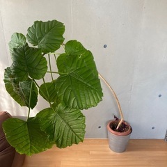 観葉植物