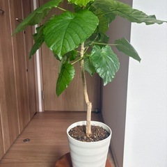 観葉植物　
ウンベラータ 75㎝  /パキラ45㎝