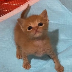 元気いっぱい！ 2ヶ月の茶トラ 