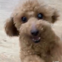 左目白内障トイプーちゃん - 葛飾区