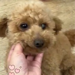 左目白内障トイプーちゃん