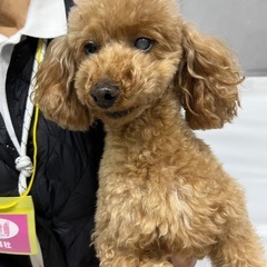 左目白内障トイプーちゃん - 犬