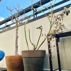 ドイツ製トールポットごと差し上げます❣️ピエールドロンサール他つるバラ大苗🌹全3種類の画像