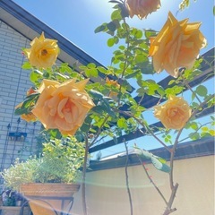 ドイツ製トールポットごと差し上げます❣️ピエールドロンサール他つるバラ大苗🌹全3種類の画像